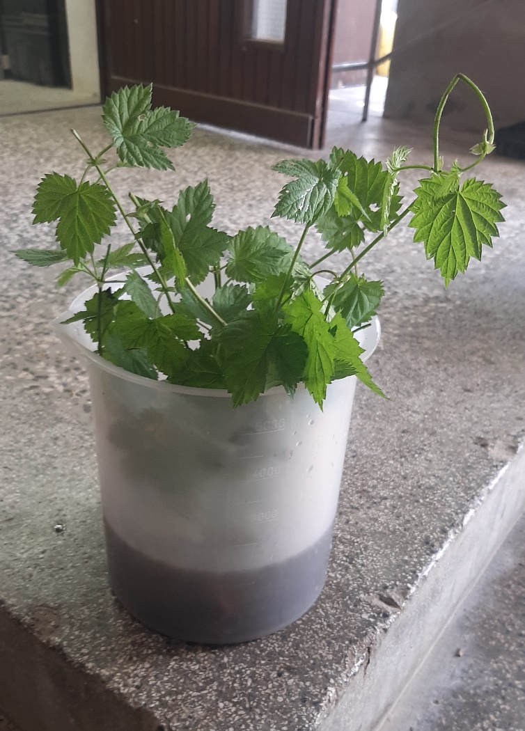 IHPS Starts Biocontrol Trials Against Verticillium nonalfalfae on Hop Plants